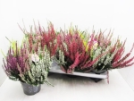 Calluna "High Five"
