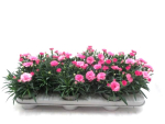 Dianthus 'I Love U'