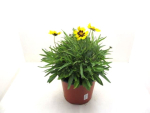 Coreopsis Kübel