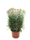 Achillea Kübel