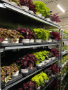 Coleus