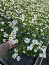 Bidens weiß