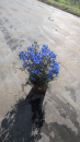 Delphinium Zwerg Kübel