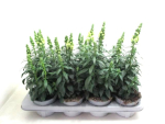 Antirrhinum majus weiß