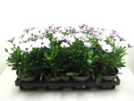 Osteospermum eck. weiß