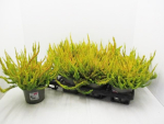 Calluna "Sunset" Zoe