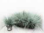 Festuca glauca
