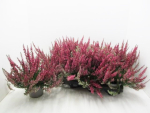 Calluna  vulg. rot