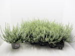 Calluna   vulg. weiß