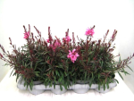Gaura lind. pink