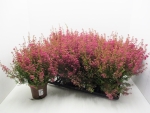 Erica gracilis rot
