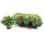 Chrysanthemum  ind. rot