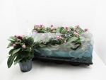 Gomphrena glob. rosa
