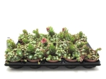 Sempervivum arach.