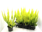 Erica arborea