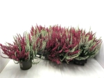 Calluna vulgaris Twin