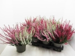 Calluna vulgaris Trio