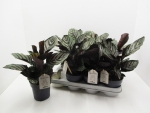 Calathea ornata