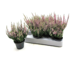 Mini Calluna rosa