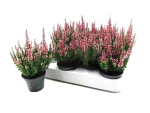 Mini Calluna rot