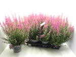 Erica gracilis rosa
