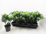 Skimmia jap. "Finchy"