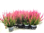Erica gracilis rot