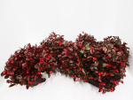 Gaultheria gefärbt