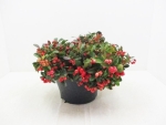 Gaultheria procumbens Schale