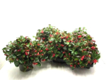 Gaultheria procumbens