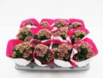 Mini Kalanchoe brombeere