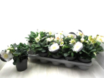Helleborus niger "Adventstar"