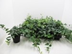 Hedera helix Mix