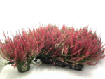 Calluna vulg. rot