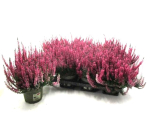 Calluna vulg. pink