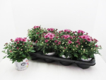 Chrysanthemum 'Pink Bicolor'