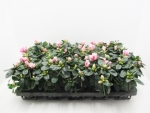 Azaleen midi rosa-weiß