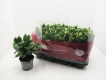 Schlumbergera  midi weiß