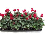 Cyclamen pers. midi rot
