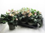 Helleborus "Ice 'n Roses" rosa