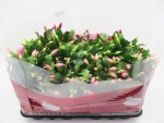 Schlumbergera  midi Mix