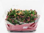 Schlumbergera Mix