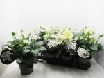 Helleborus niger "Gold Collection"