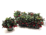 Gaultheria procumbens