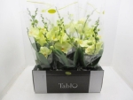 Phalaenopsis "Tablo" 2 Rispen gelb