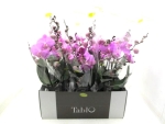 Phalaenopsis "Tablo" 2 Rispen pink