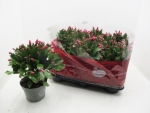 Schlumbergera orange