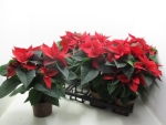 Poinsettia rot