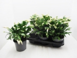 Schlumbergera weiß
