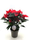 Poinsettia rot